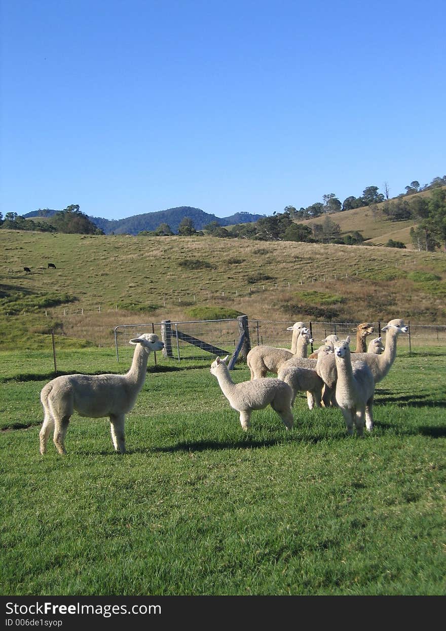 White Alpacas grazing in paddock at the bottom of a hill on Sunny day. White Alpacas grazing in paddock at the bottom of a hill on Sunny day