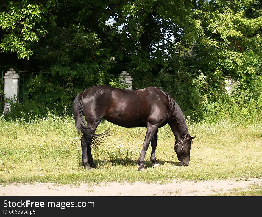 Horse in my town