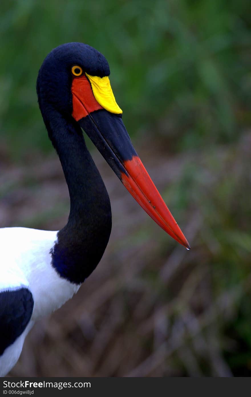 Saddle-bill Stork