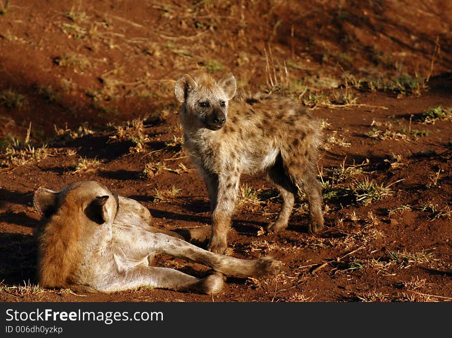 Hyena Cub With Mother