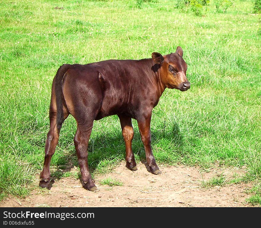 Calf