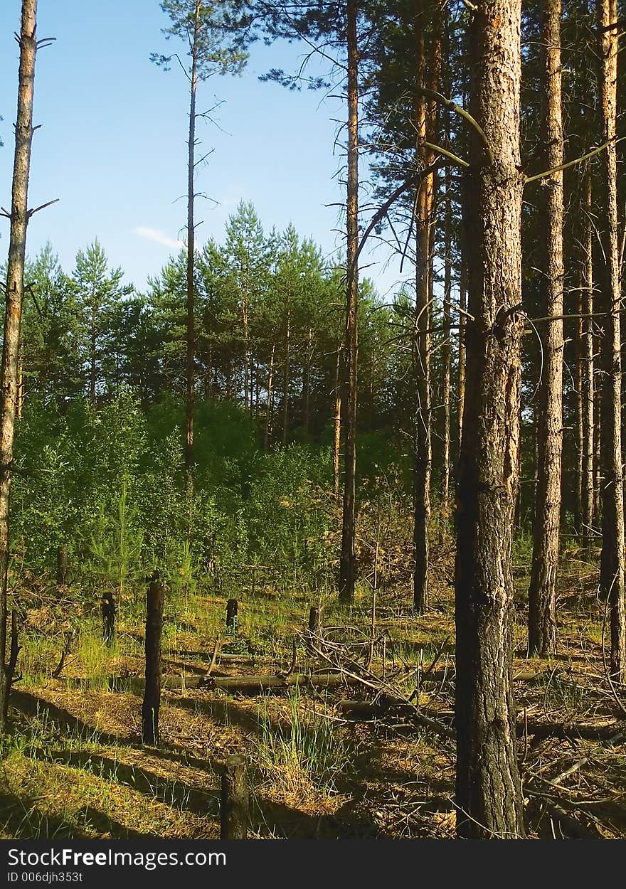 Timber landscape. Timber landscape