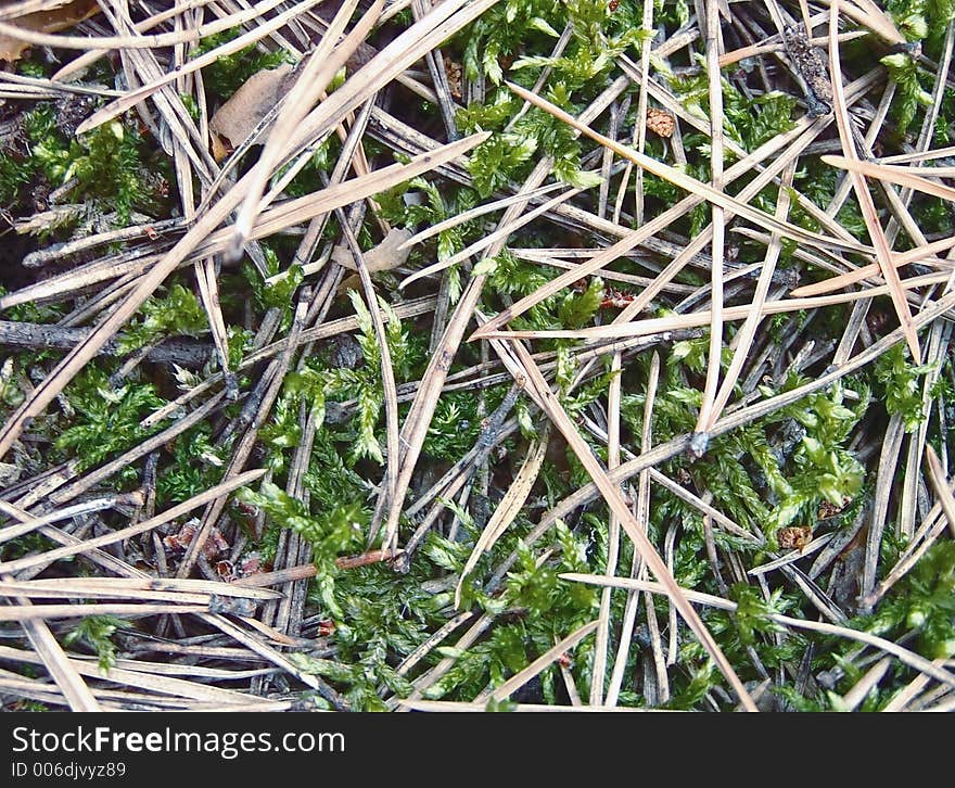 Timber pine-needles