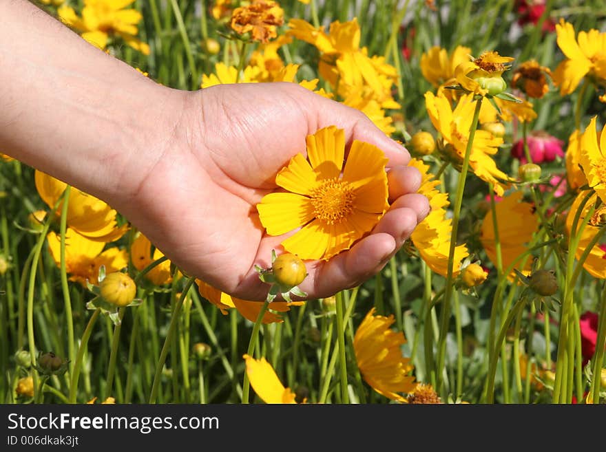 Man´s hand holding a yellow flower. Man´s hand holding a yellow flower