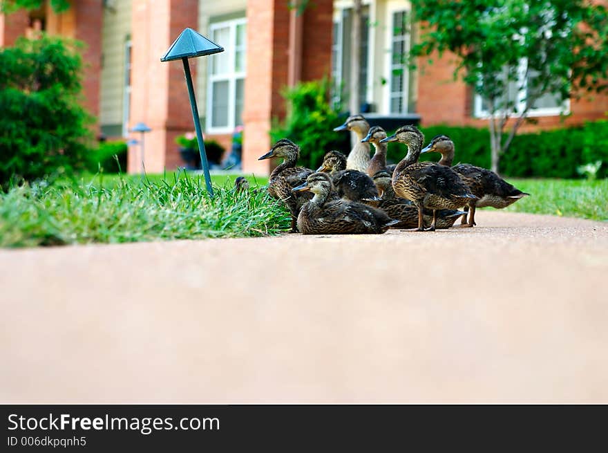 Duck Family