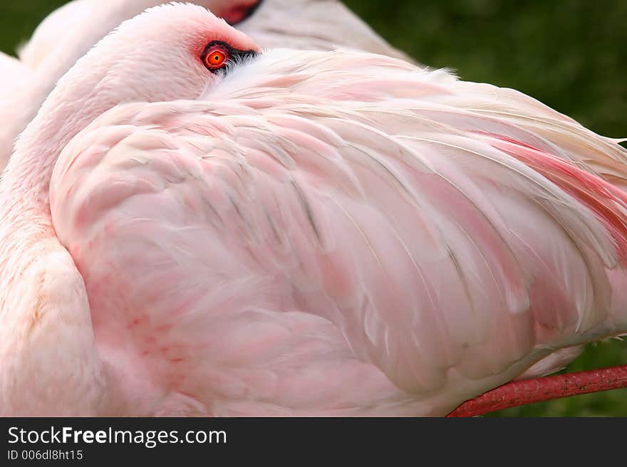 Flamingo tucked in to sleep while standing