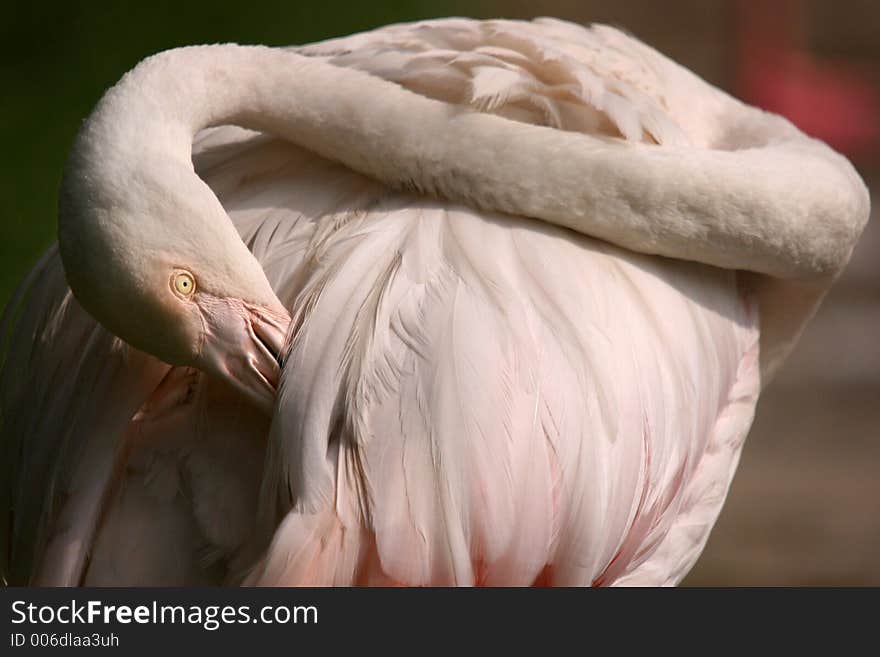 Flamingo priming its hind feathers