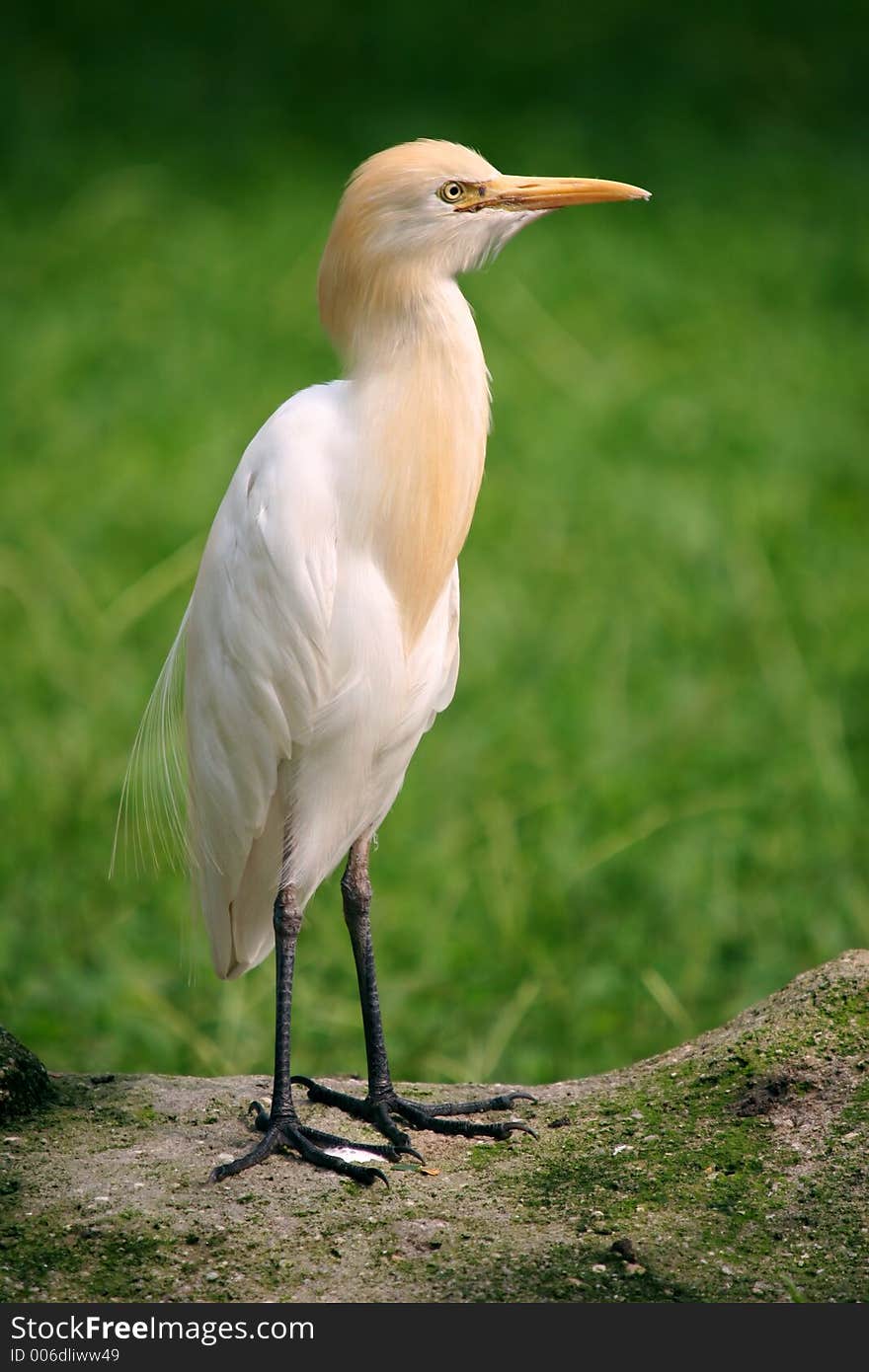 Small Egret standing on a rock with a grassy plain background