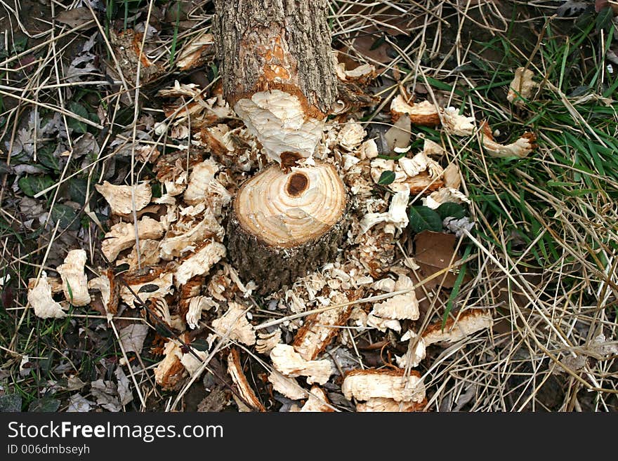 Beaver Carnage