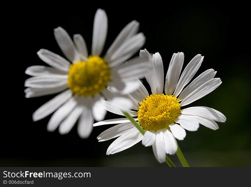 Camomile field