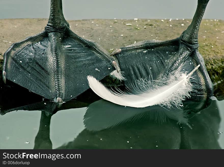 Feather of a swan alone floats in a pond. Feather of a swan alone floats in a pond