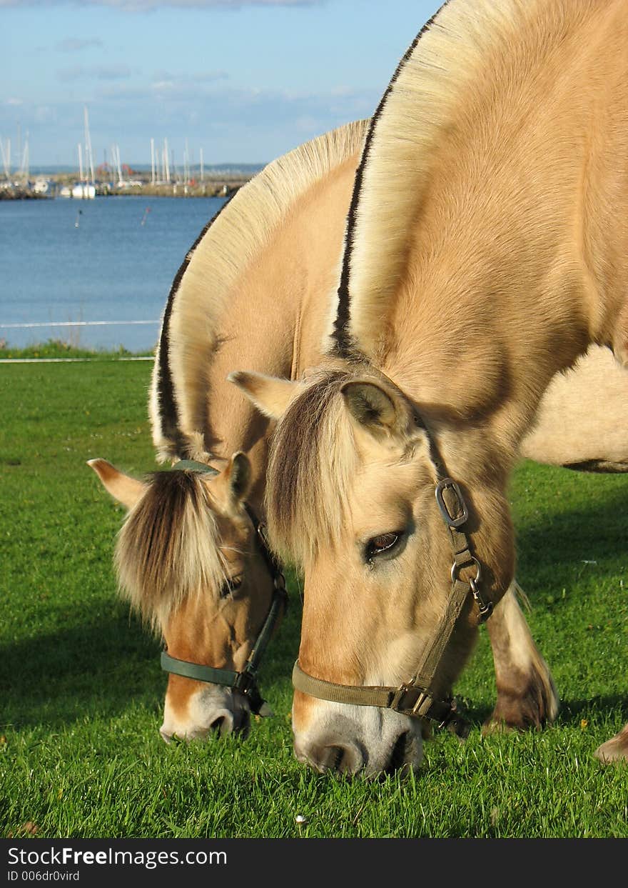 Horses browsing on a green grass near a sea. Horses browsing on a green grass near a sea