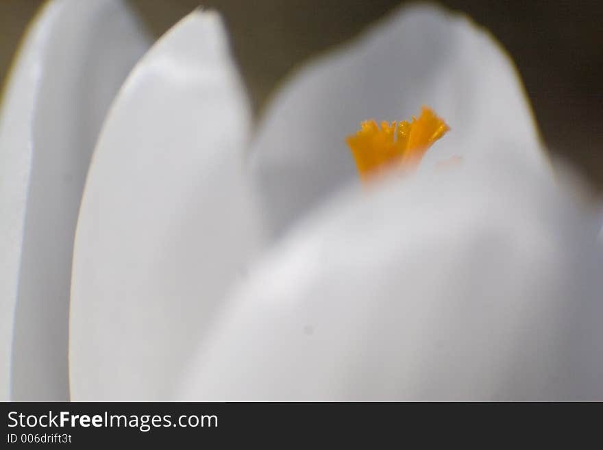 A macro of a white crocus.