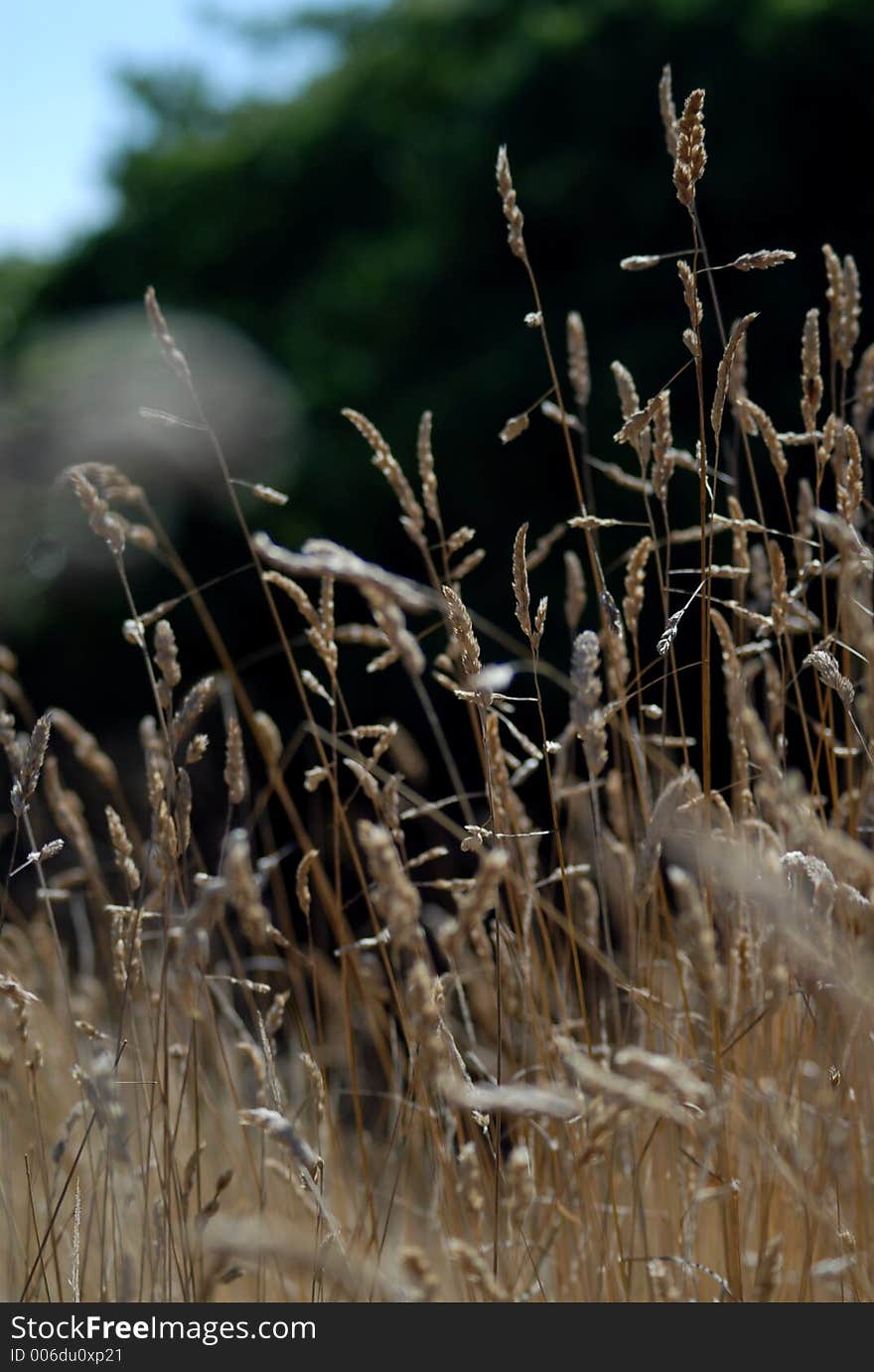 Wispy Stems of Wild Grass