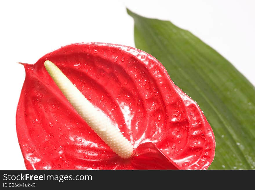 Alone red flower and leaf on white background