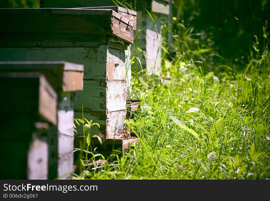 Group of bee hives in a green, early summer garden. Group of bee hives in a green, early summer garden