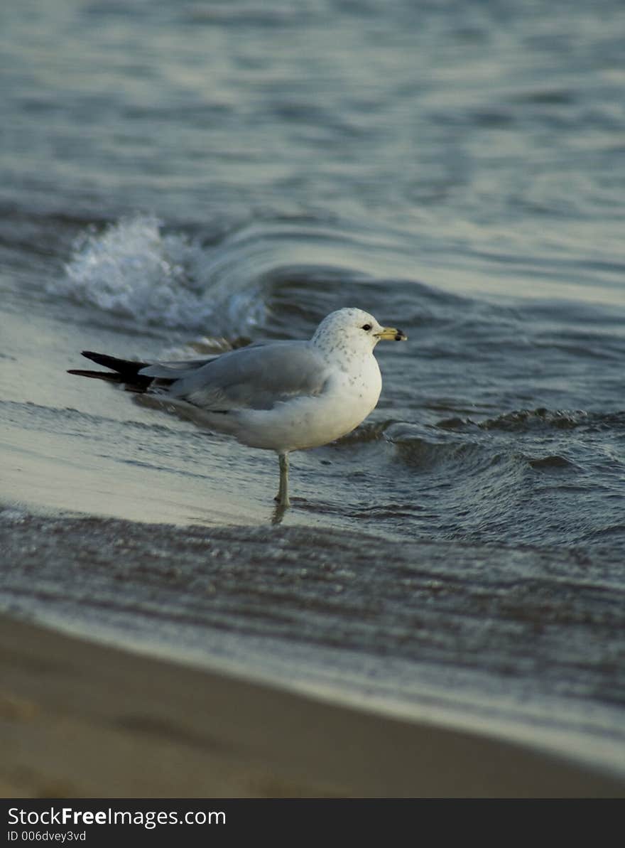 Bird Enjoying the Waves Coming In. Bird Enjoying the Waves Coming In