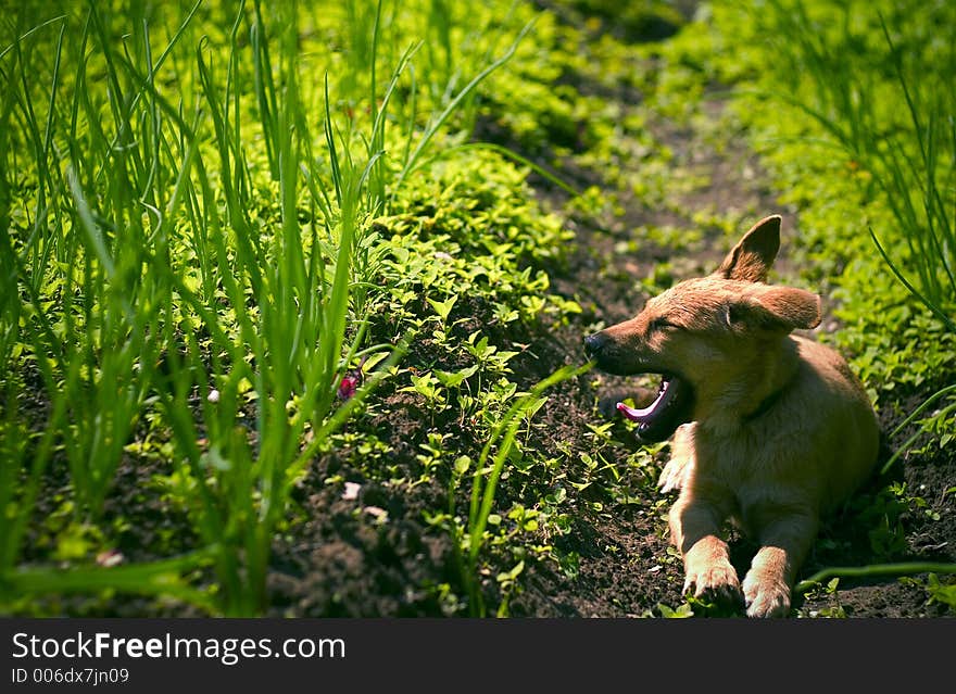 Resting Puppy