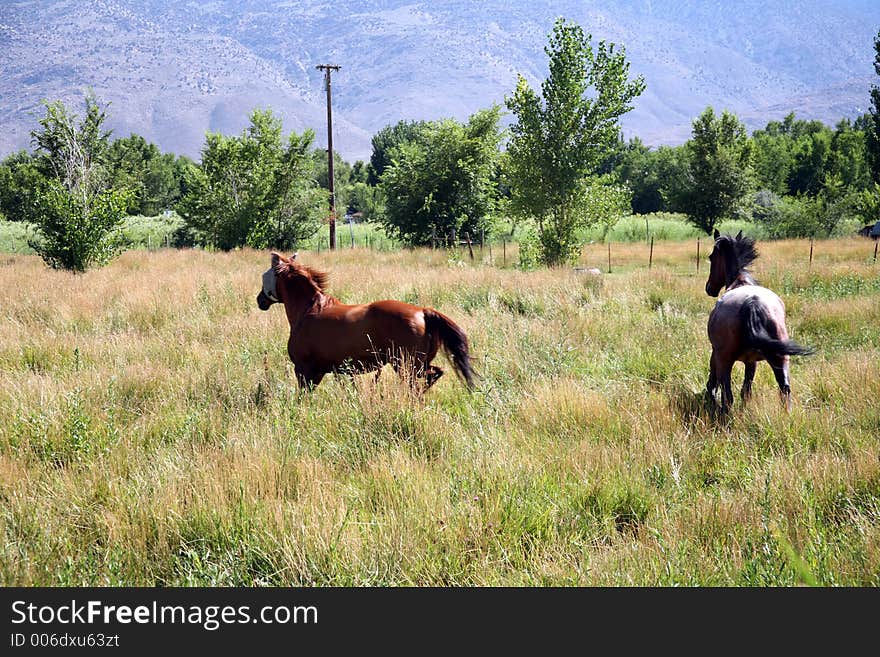 Spooked horses