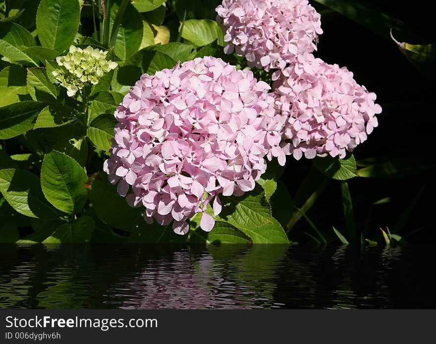 Beautiful pink flowers at night on the edge of a lake