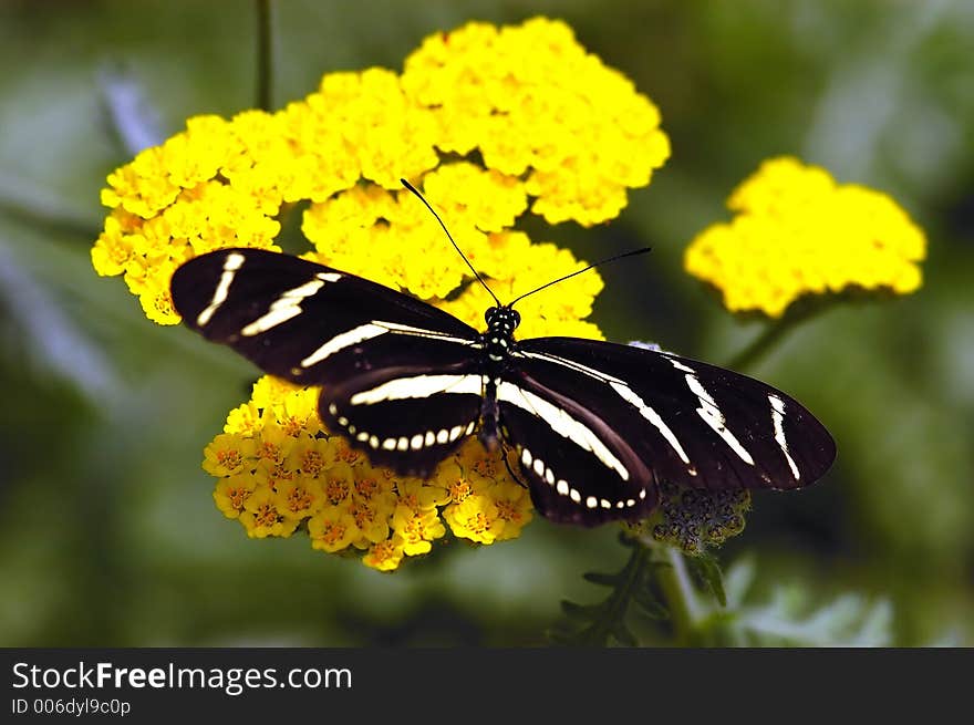 Black butterfly on yellow flower