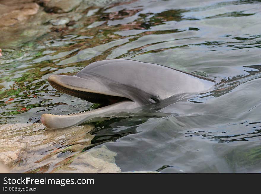 Dolphin Closeup 2