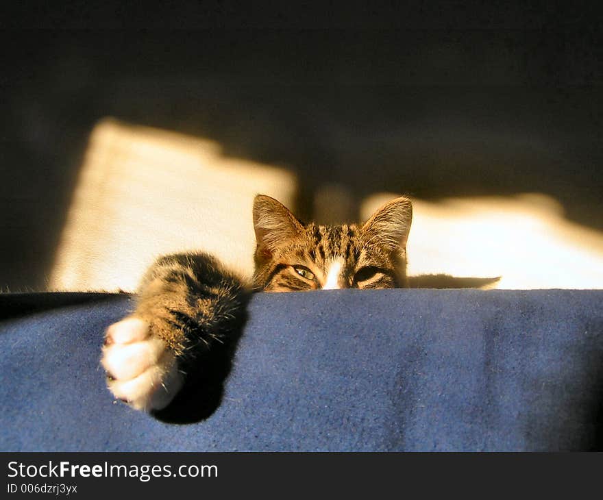 This cat watches from on top of couch. This cat watches from on top of couch