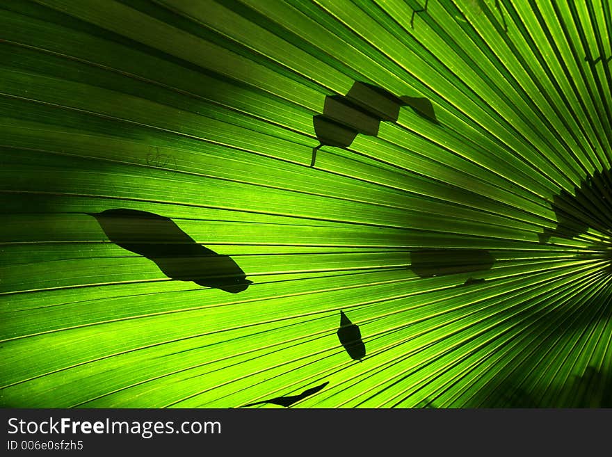 Leaves falling on palm leaf