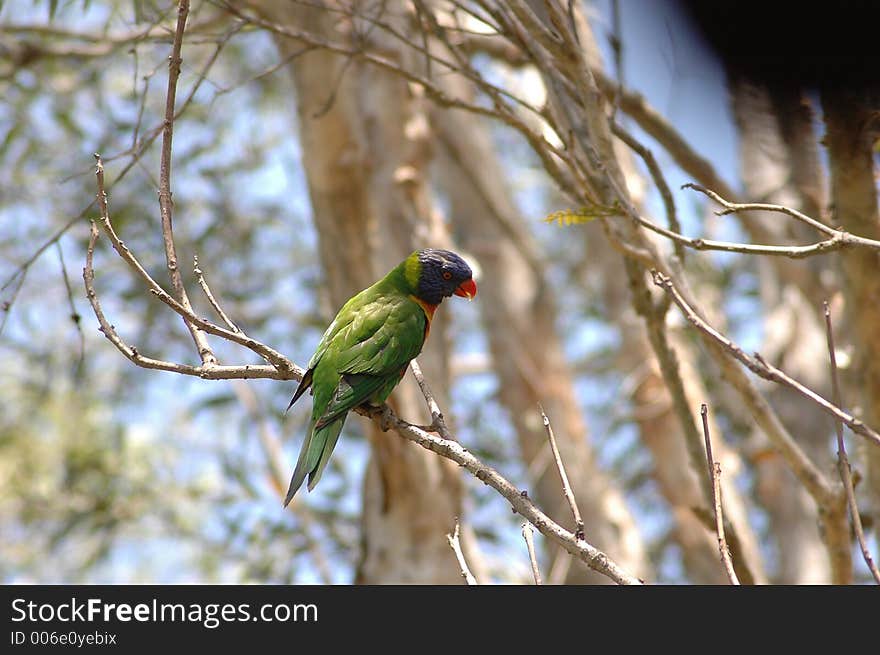 Rainbow lorikeet - Trichoglossus haematodus