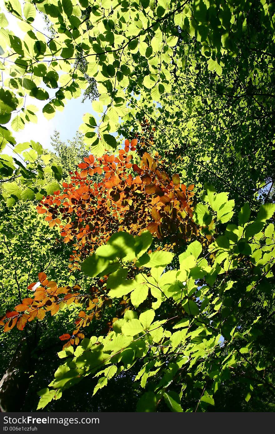 Green spring landscape