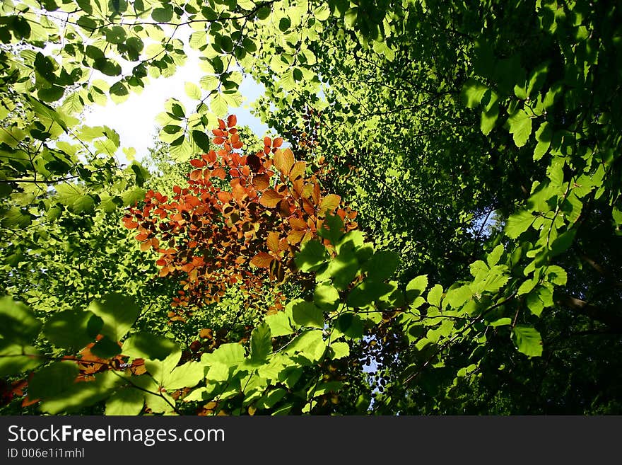 Green spring landscape