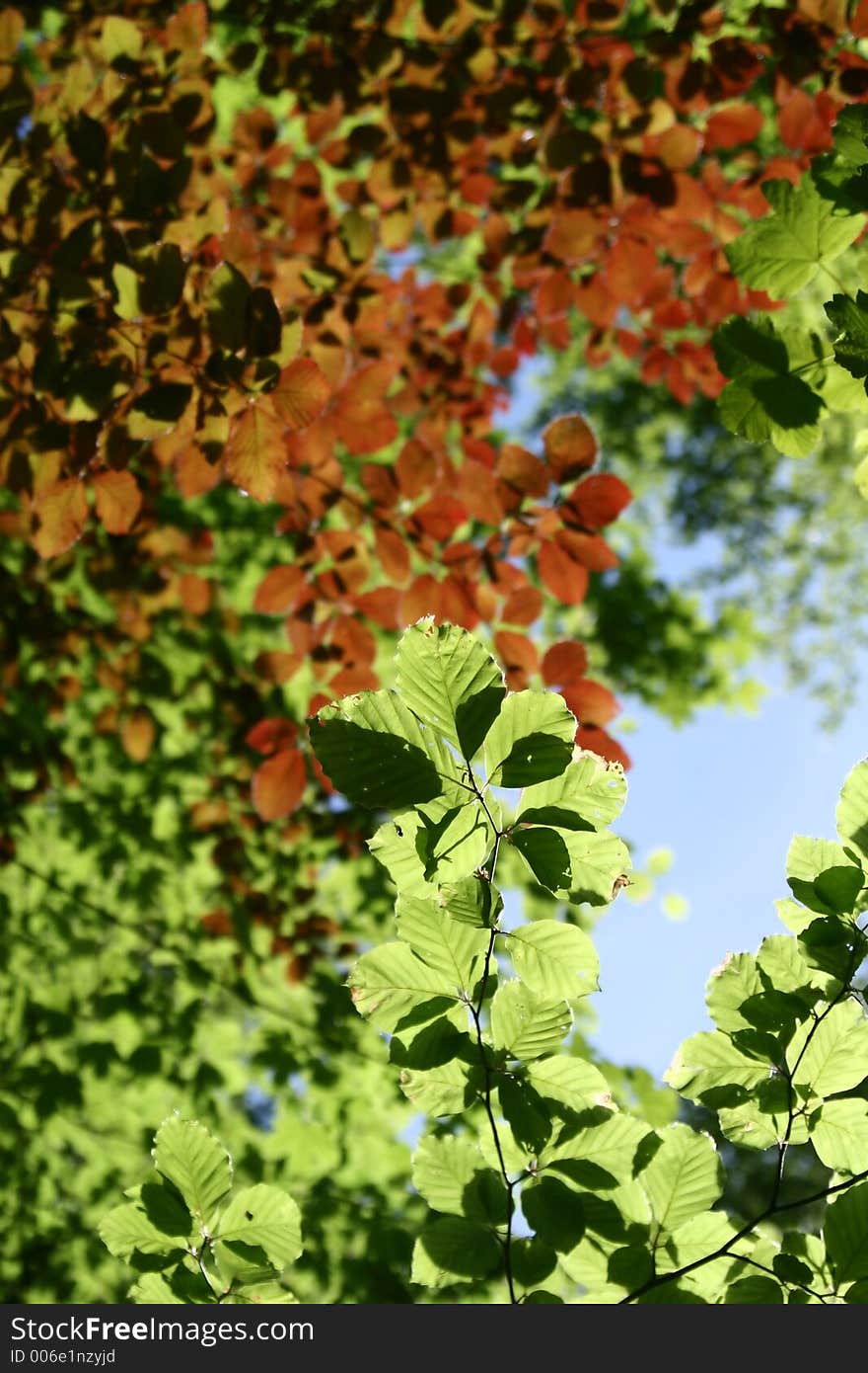 Green spring landscape