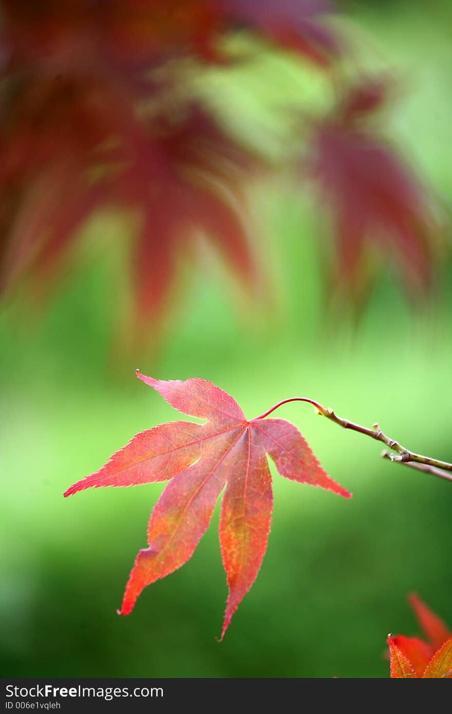 Red leaves