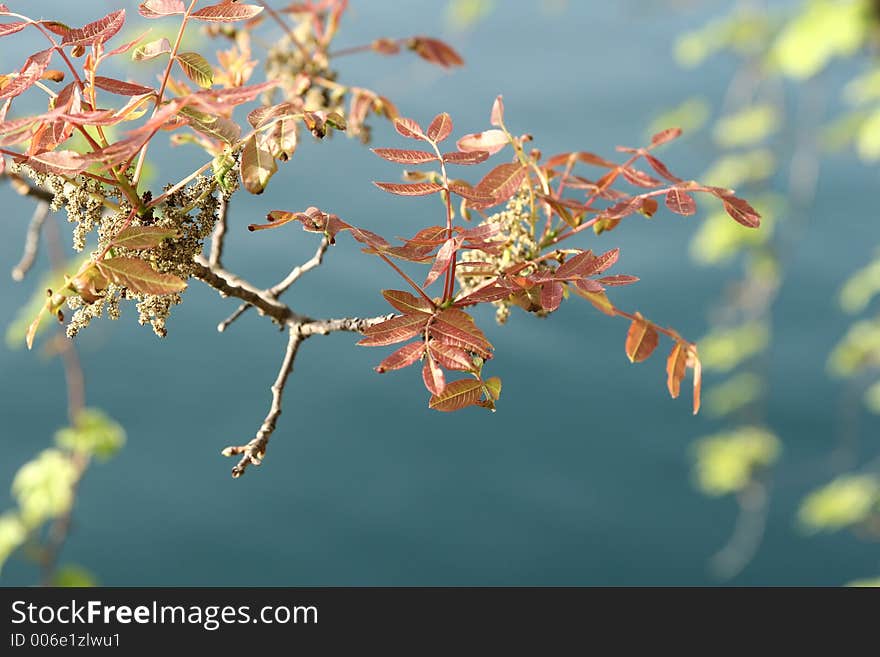 Green spring landscape