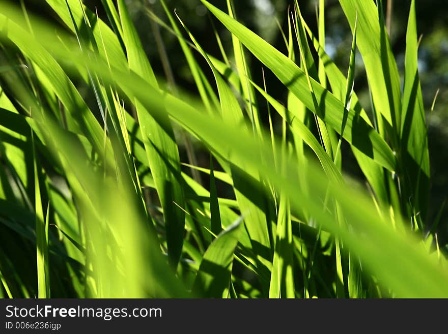 Green spring landscape