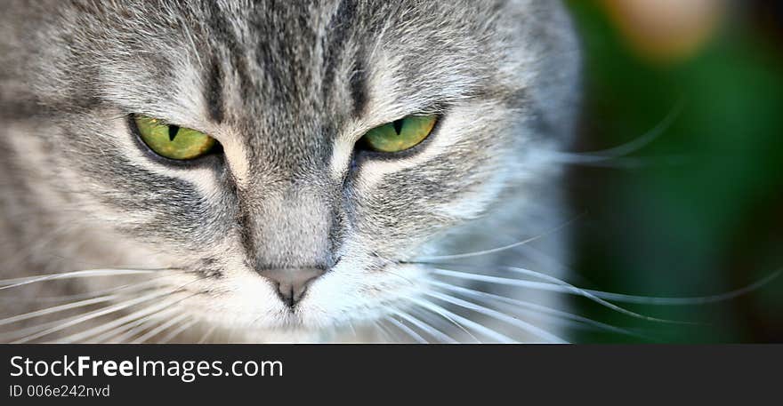 Cat with green eyes