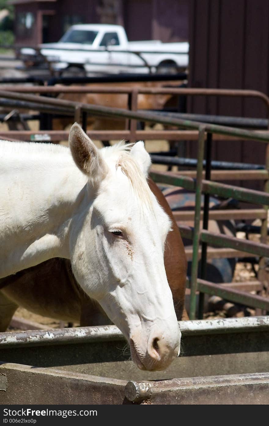 Horse drinking water. Horse drinking water