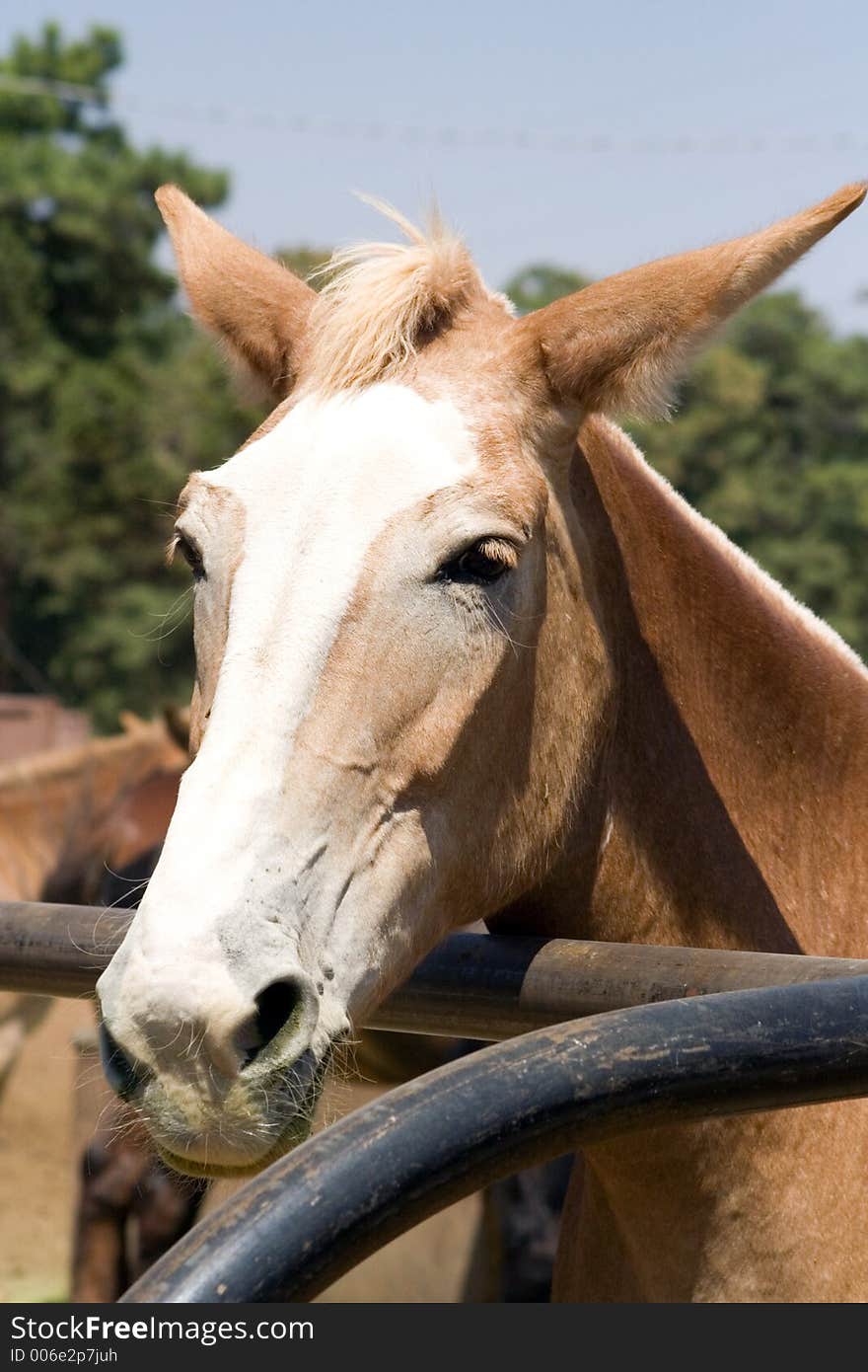 Horse head shots