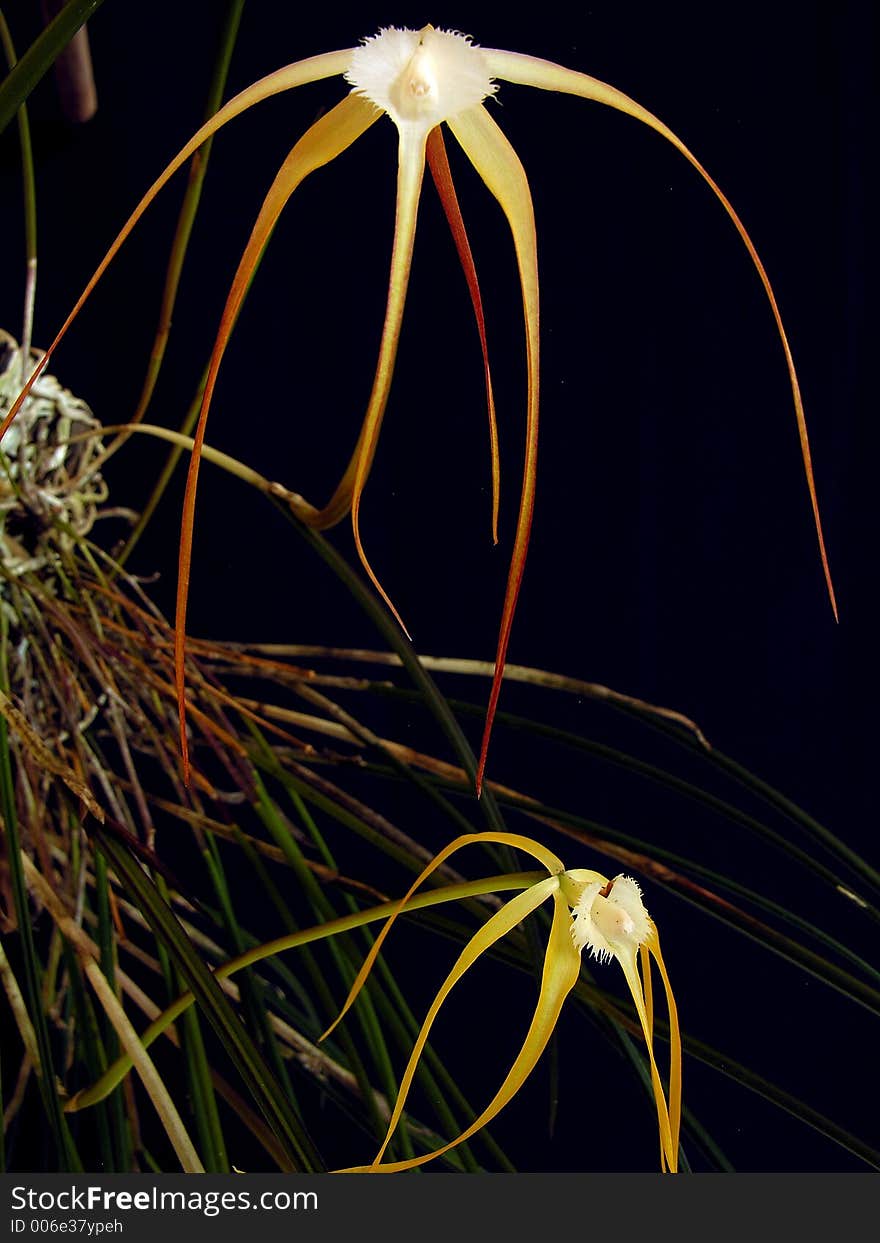 Brassavola orchid