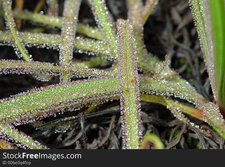 Carnivorous Plant. Carnivorous Plant