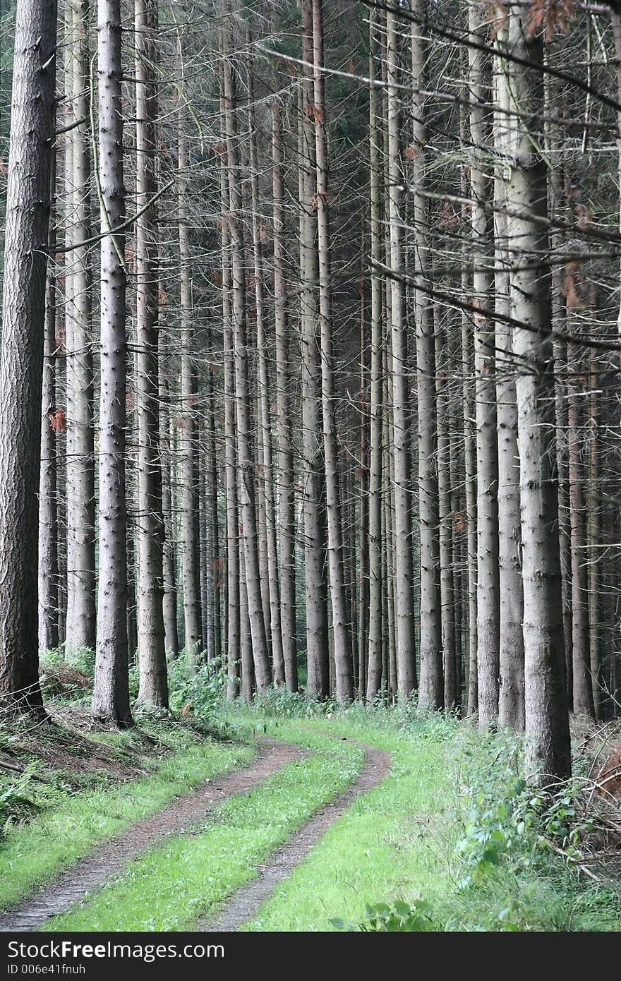 Way in the forest in Green spring