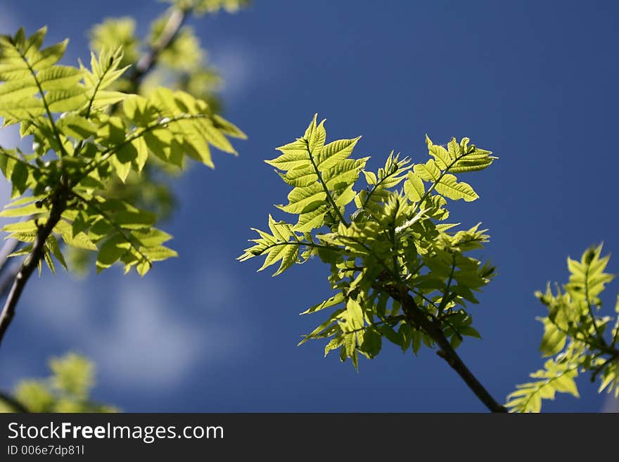 Green spring landscape