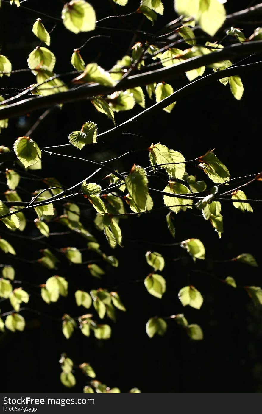 Green spring landscape