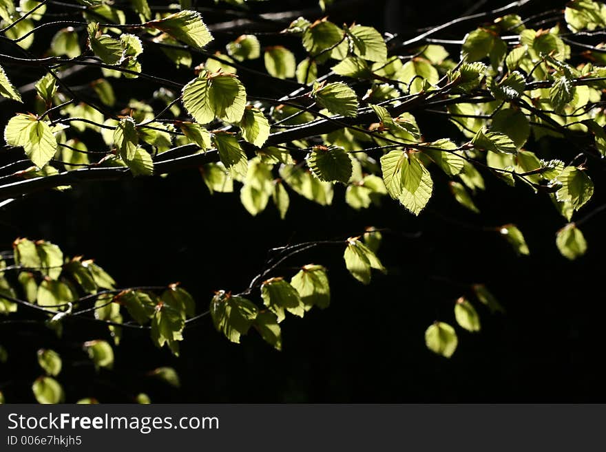 Green spring landscape