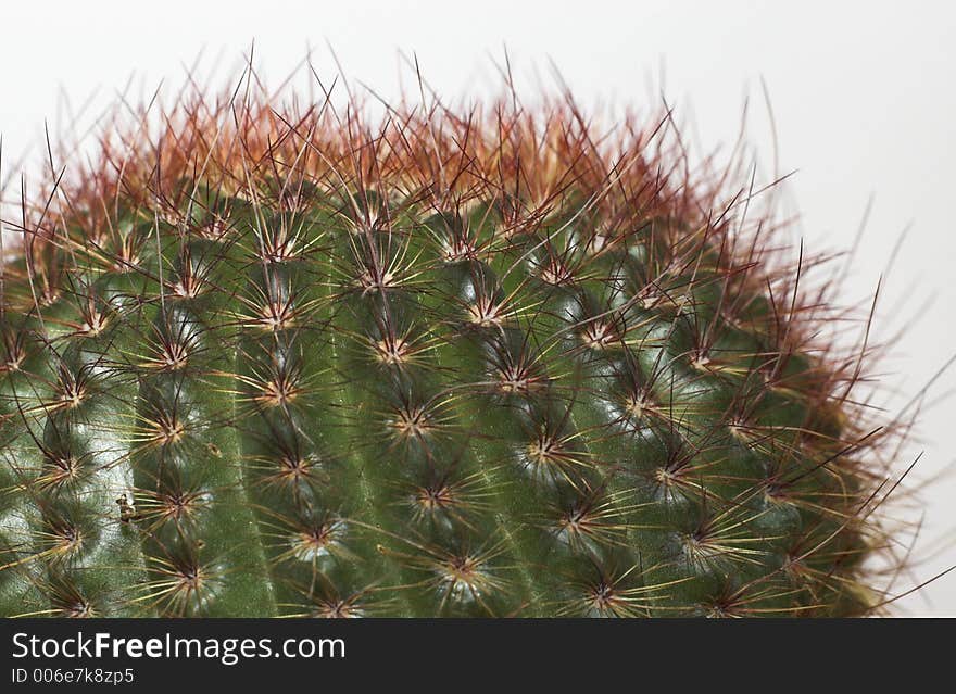 Spikes on top of round cactus look like punk hair. Spikes on top of round cactus look like punk hair