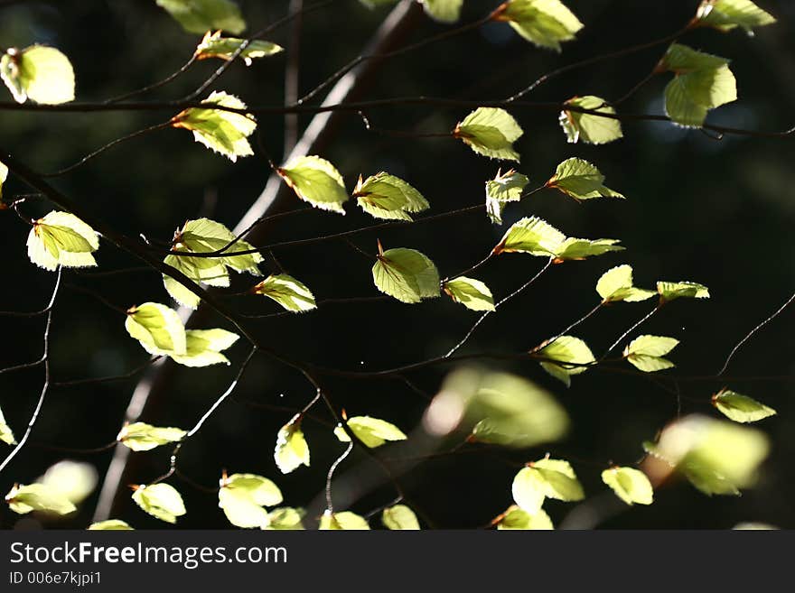 Green spring landscape