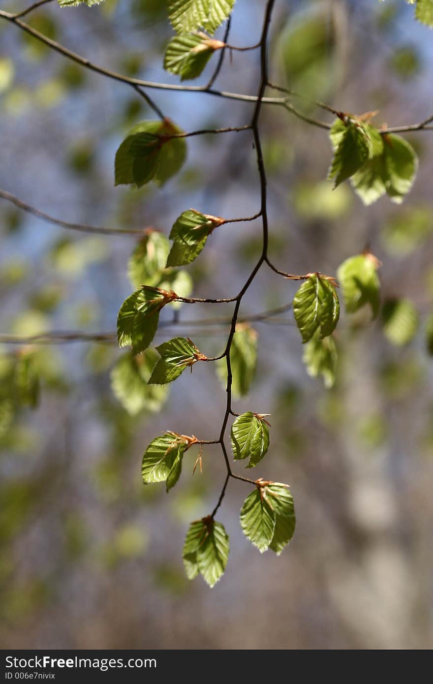 Green spring landscape