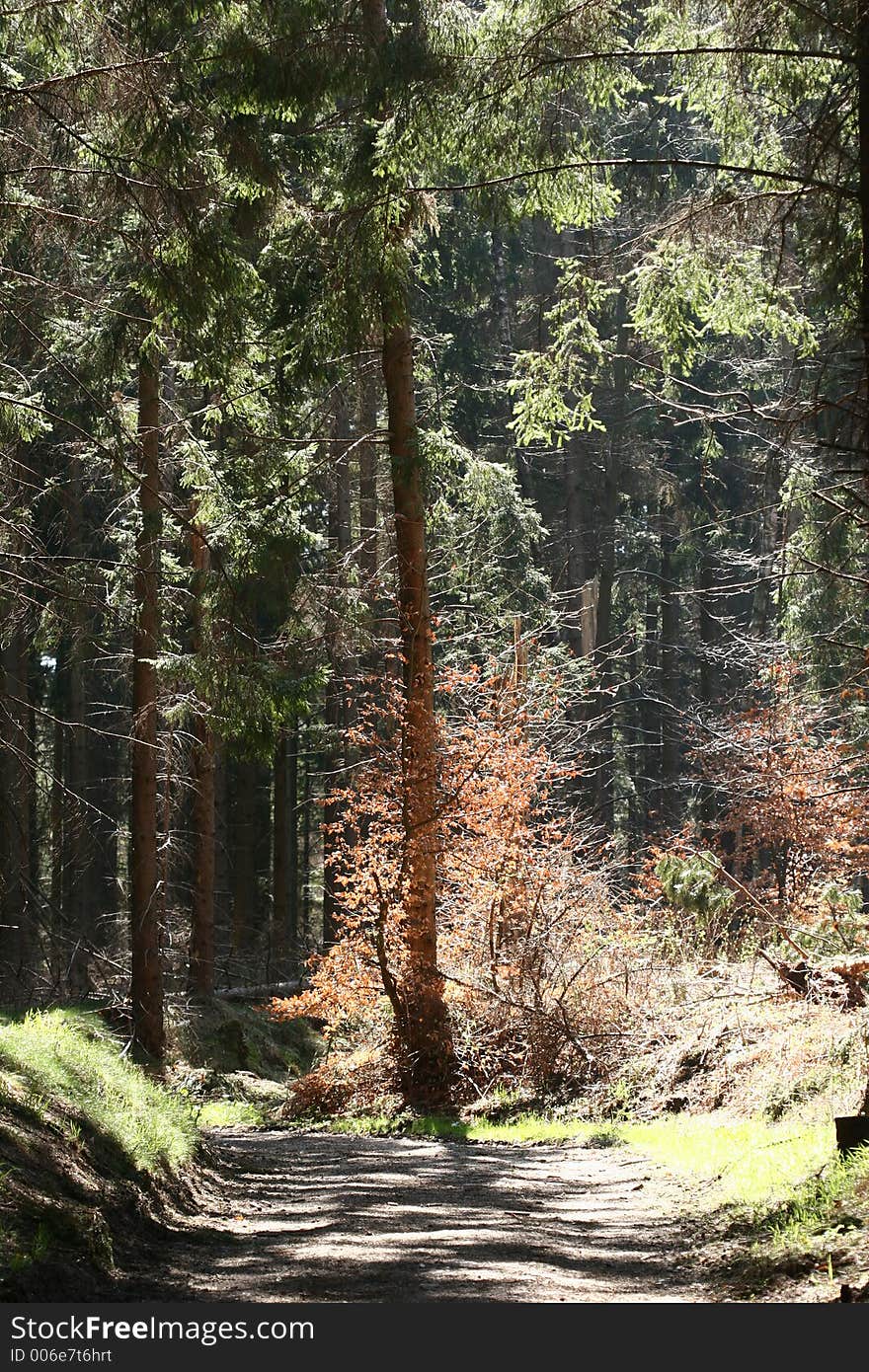 Green spring landscape