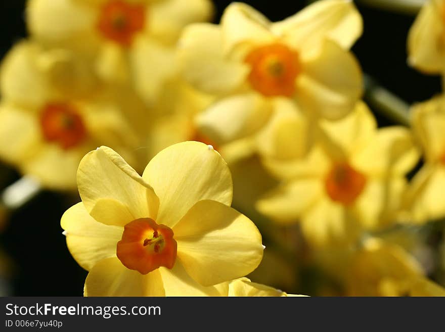 Closeup picture of a yellow flower. Closeup picture of a yellow flower