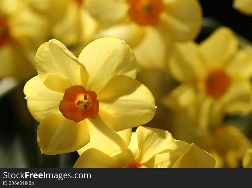 Closeup picture of a yellow flower. Closeup picture of a yellow flower